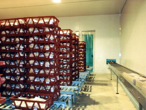 Poultry Industry Conveyors